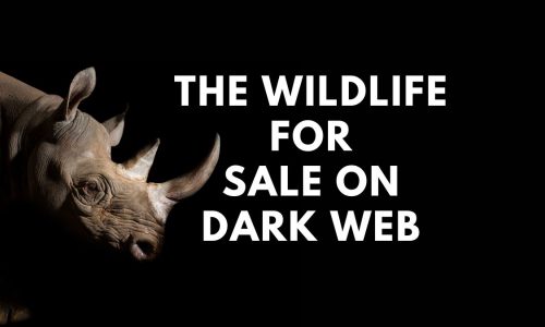 Wildlife Sold Illegally On The Dark Web5 (1)