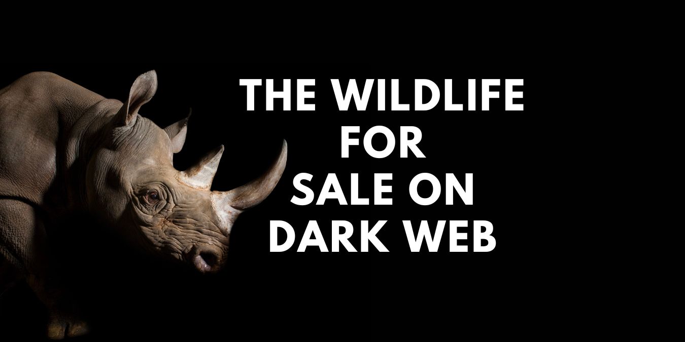 The Wildlife For Sale On Dark Web